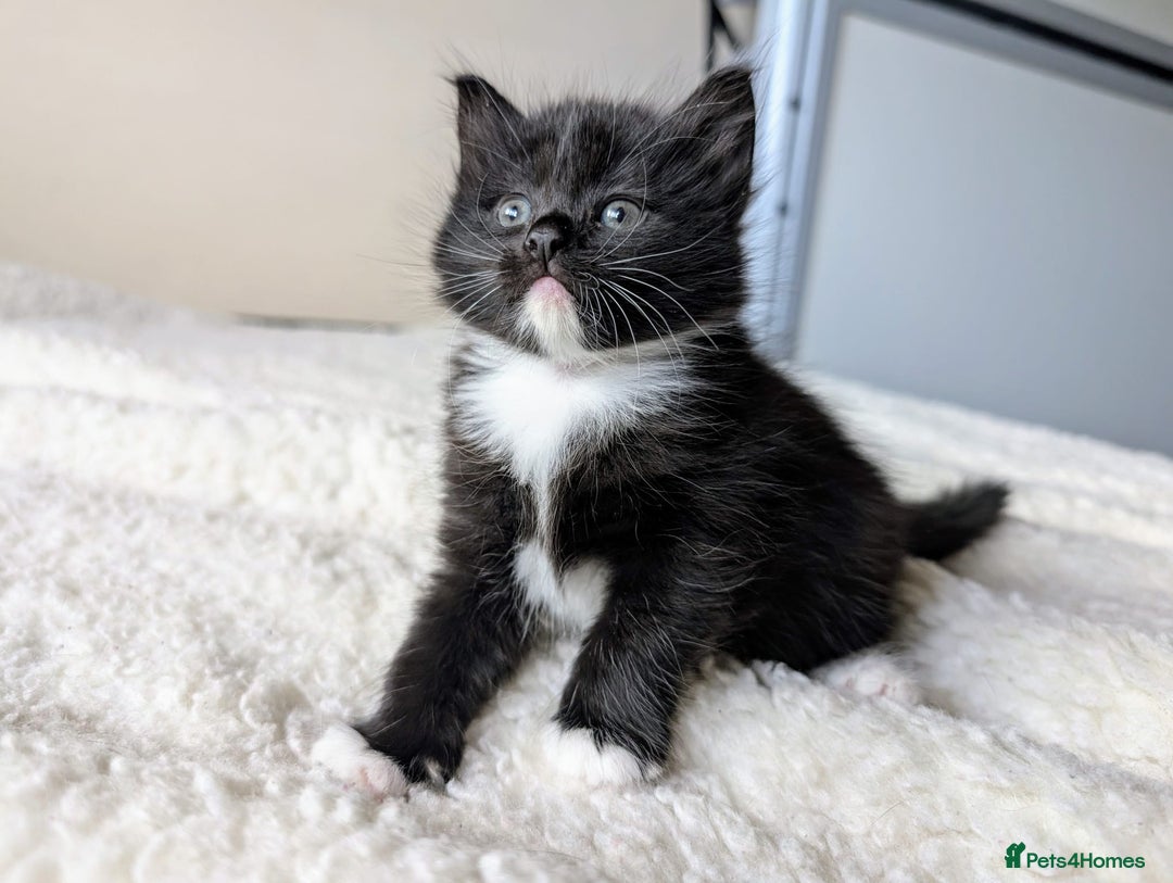 Mixed Breed cats for sale: adorable kittens for sale - Image 7