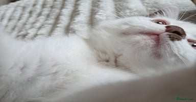 Selkirk Rex cats - Advert 15