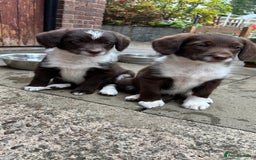 Labradoodle dogs for sale: READY NOW NOW NOW Irresistible Labradoodles  - Advert 20