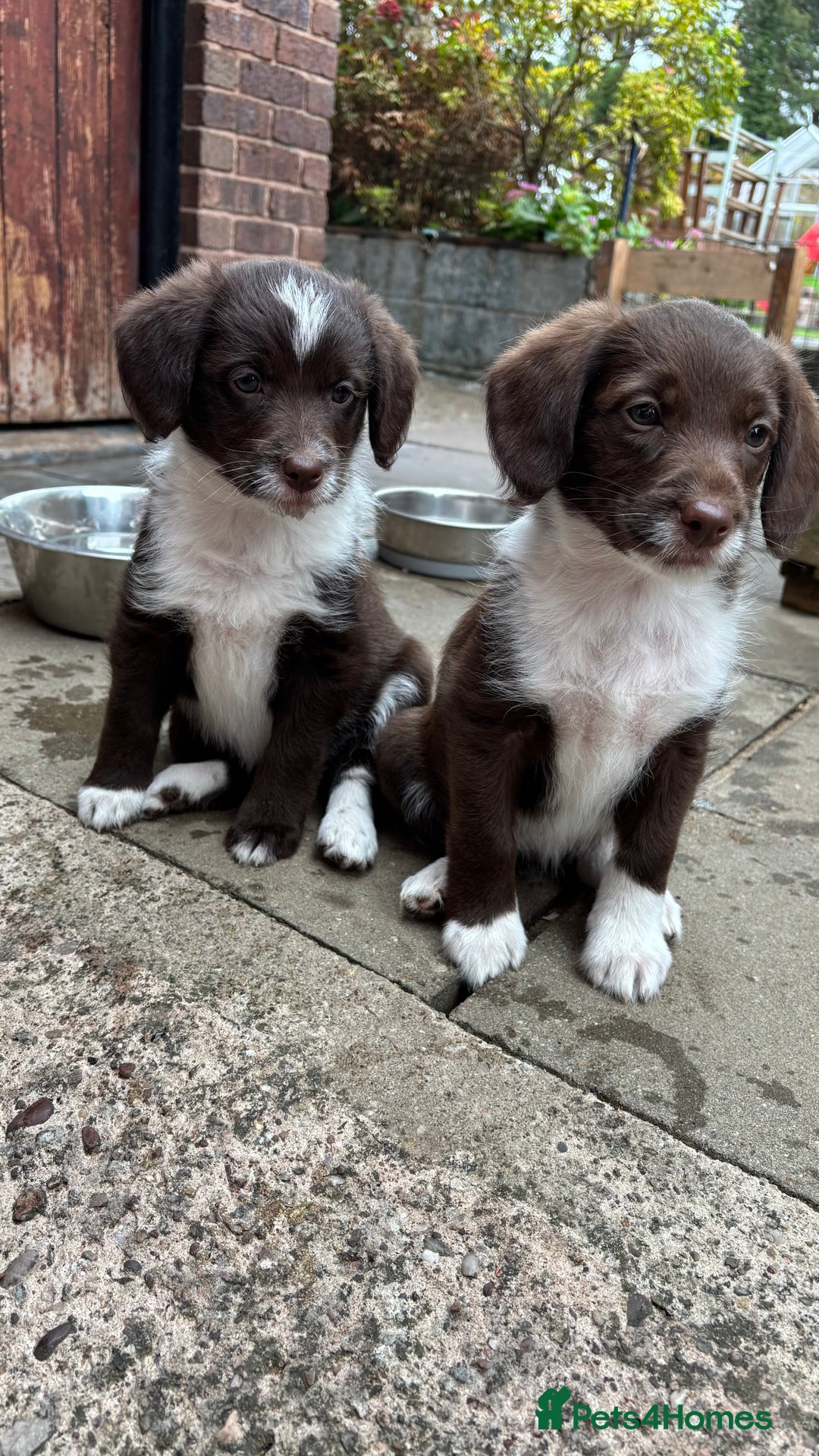 Labradoodle dogs for sale: READY NOW NOW NOW Irresistible Labradoodles  - Advert 20