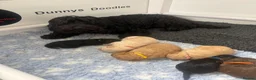 Cockapoo dogs for sale: Stunning F1B Cockapoos - Advert 3