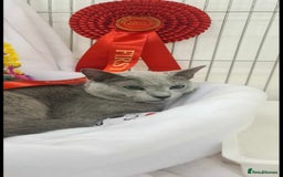 Russian Blue cats for sale: GCCF registered Russian blue kittens  - Image 7