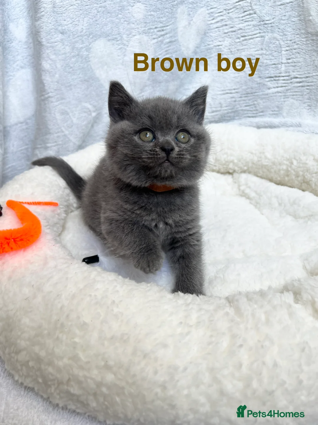 British Shorthair cats for sale: Stunning British Shorthair Kittens - Advert 2