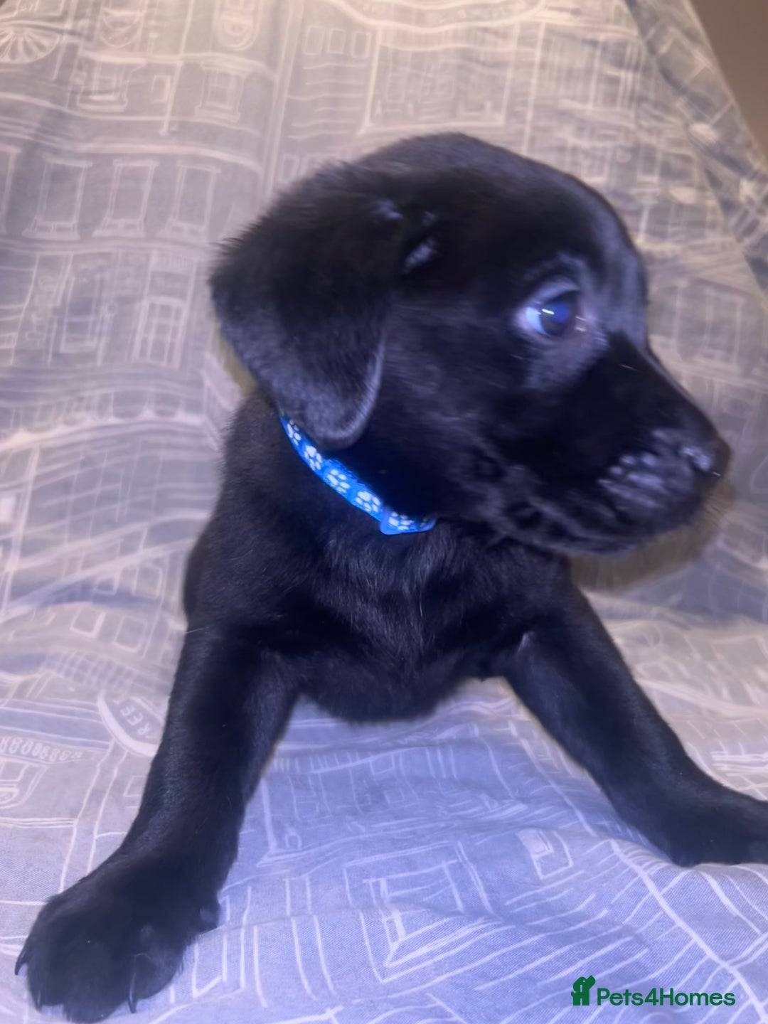 Labrador Retriever dogs for sale: 8 Labrador puppies for sale 🤍 - Advert 14