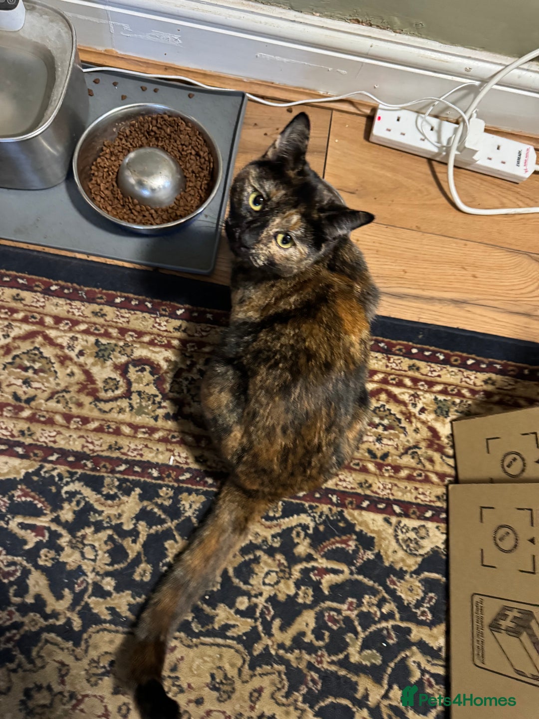 Domestic Shorthair cats for sale: Beautiful Bea  - Advert 7