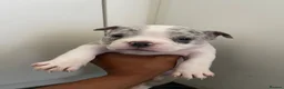 American Bully dogs for sale: Pocket bullies  in Sheffield - Advert 2