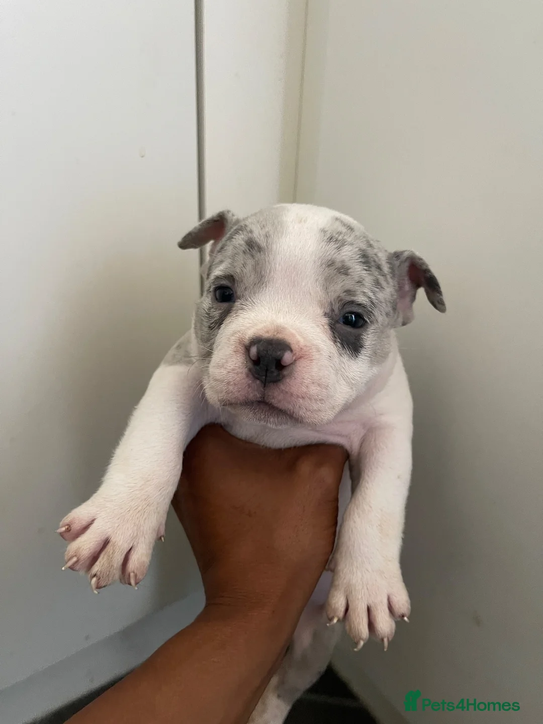 American Bully dogs for sale: Pocket bullies  in Sheffield - Advert 2