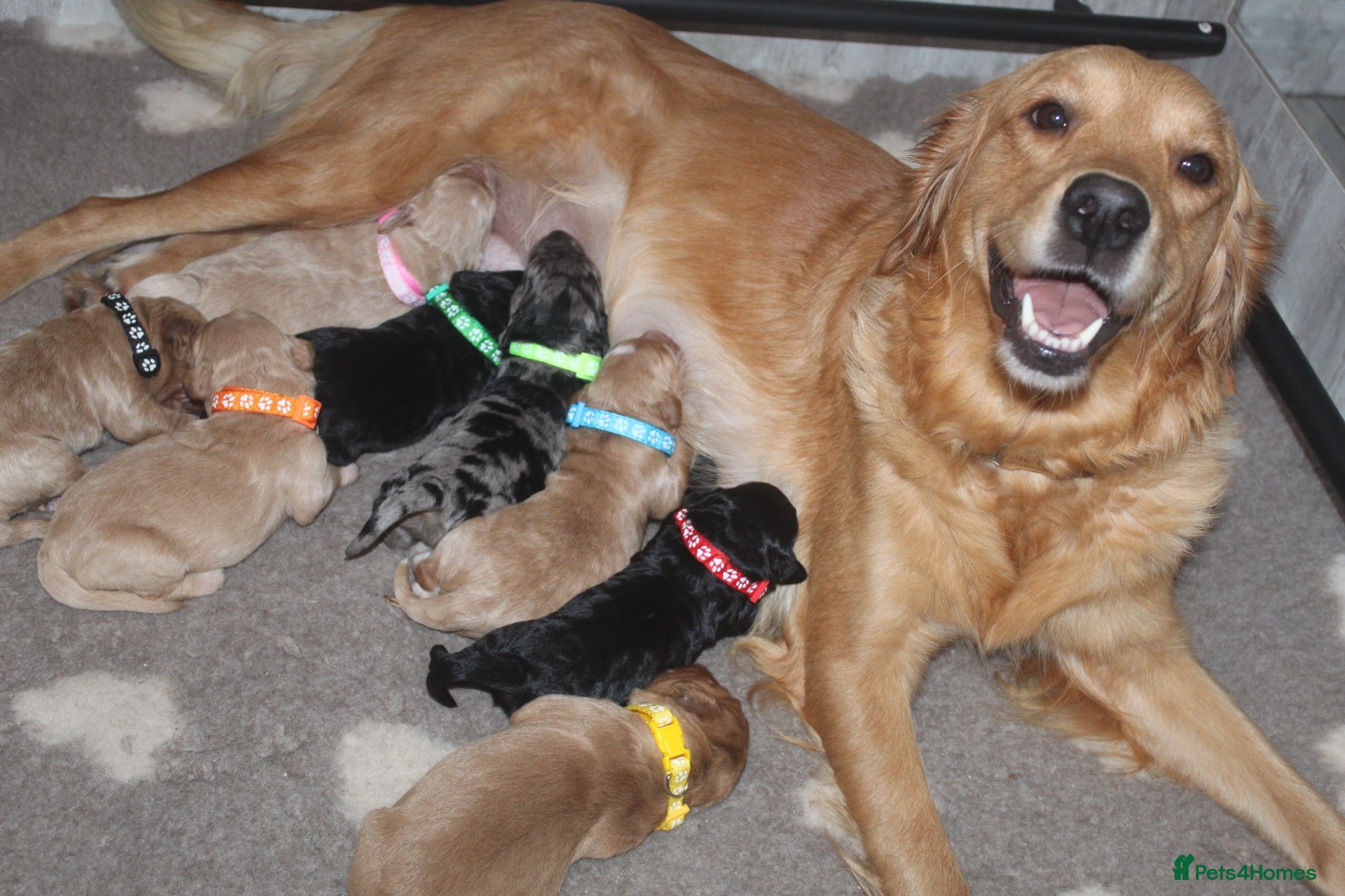 Mini Goldendoodle dogs for sale: Health Tested Mini Goldendoodles - Advert 6