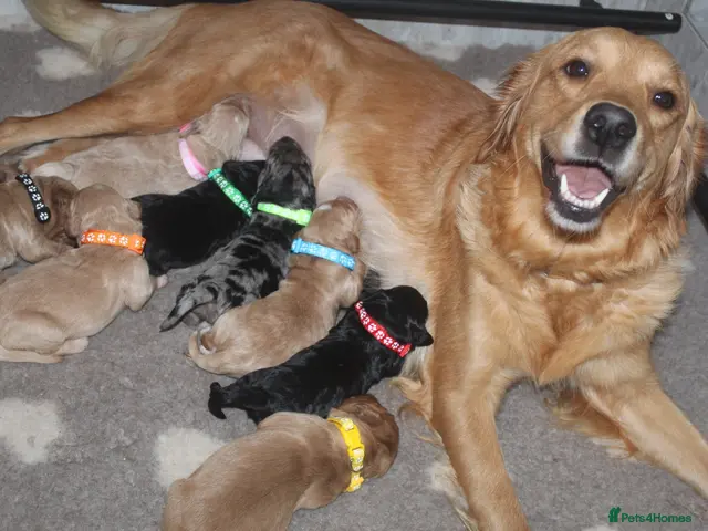 Mini Goldendoodle dogs for sale: Health Tested Mini Goldendoodles - Advert 6