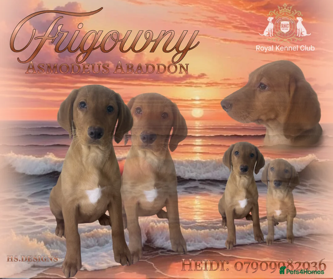 Labrador Retriever dogs for sale: 🧡 Barclay 🧡 Handsome FR Boy 🧡 READY NOW 🧡 - Advert 1