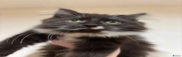 Mixed Breed cats for sale: Beautiful black and white fluffy tuxedo cat - Advert 3