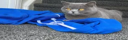 British Shorthair cats for sale: Imperial Grand Champion Parent & Grandparents. - Advert 17