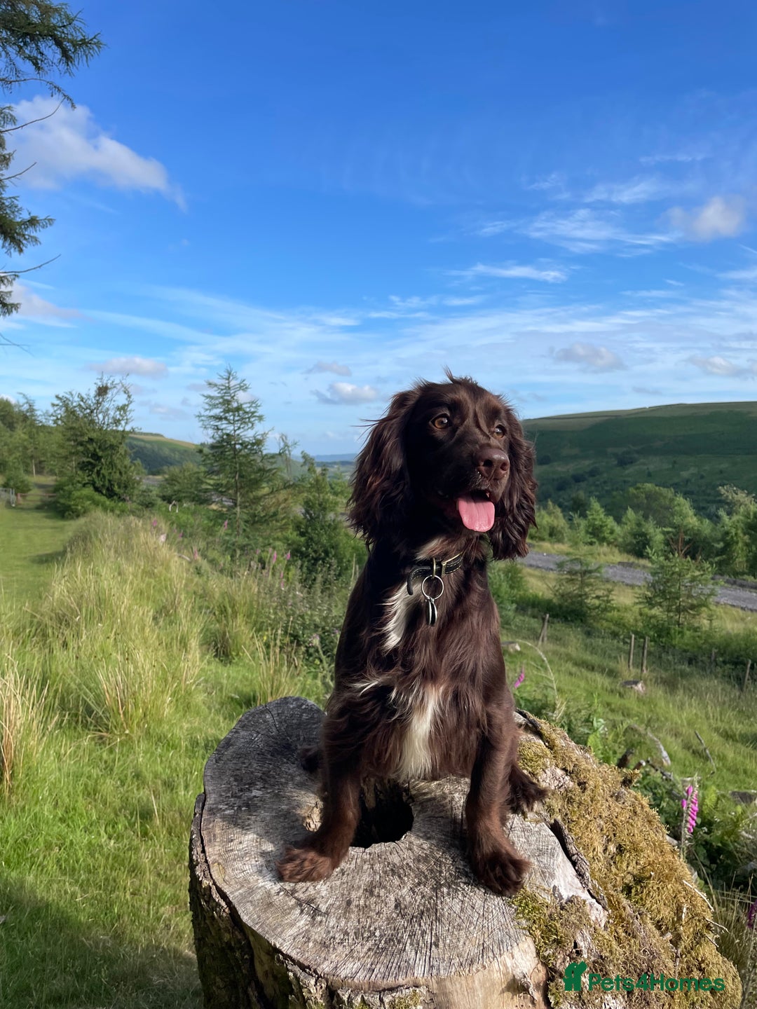 Cocker Spaniel dogs for stud: Chocolate working cocker  - Advert 3