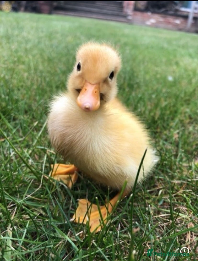 Ducks poultry Pure White Indian Runner Ducklings and Eggs - Advert 16