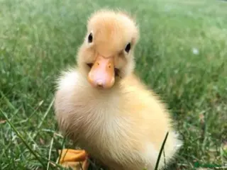 Ducks poultry Pure White Indian Runner Ducklings and Eggs - Advert 16