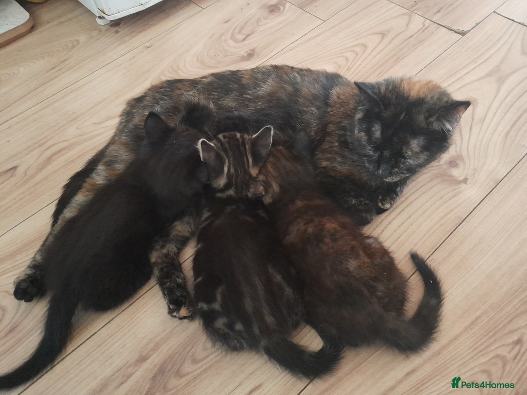 European cats for sale: Beautiful kitten looking for home - Image 6