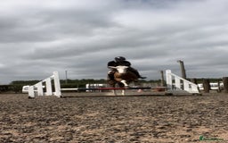 Welsh Section C horses for sale: godebog ulrika 14.2 - Image 5
