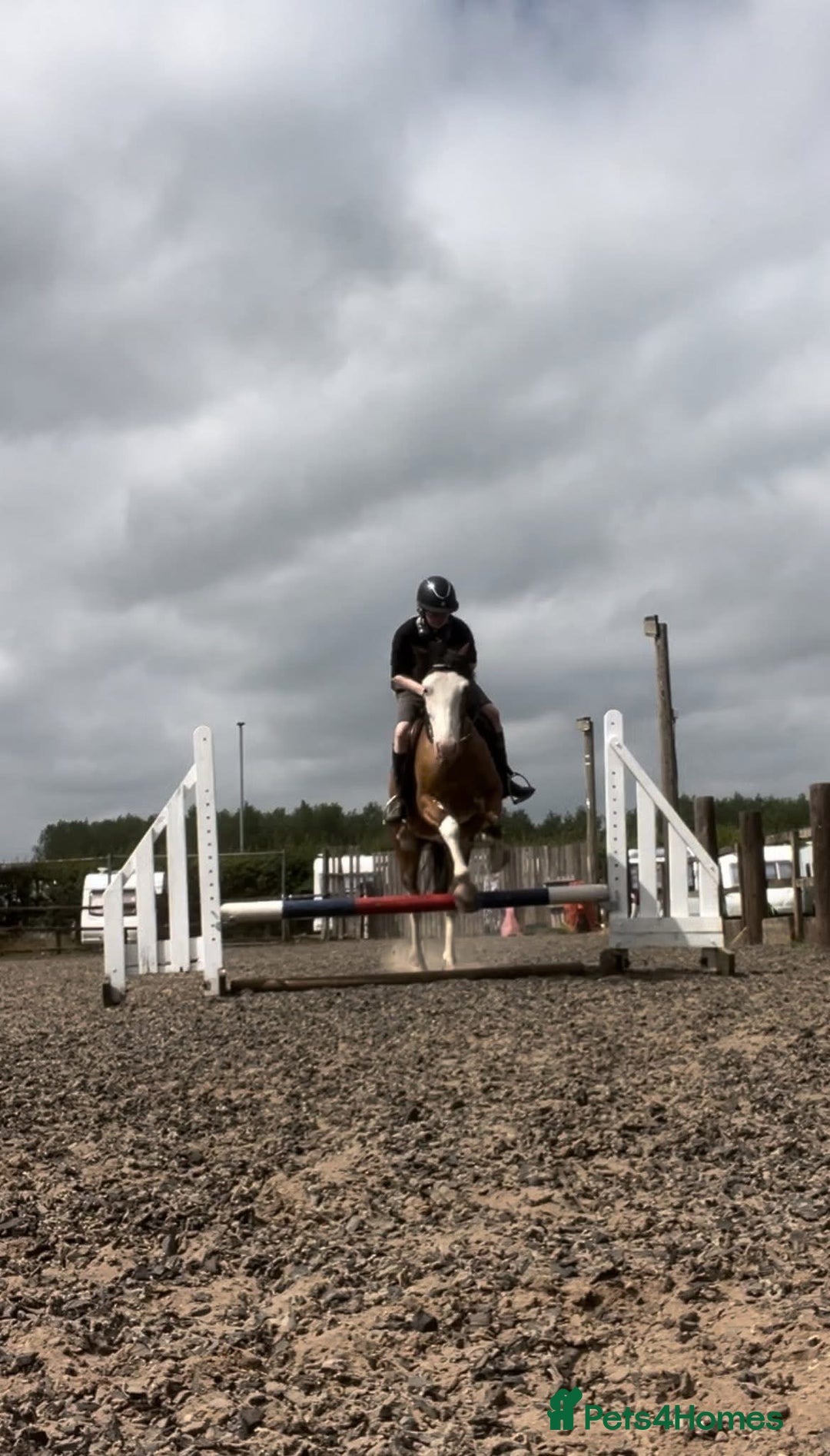 Welsh Section C horses for sale: godebog ulrika 14.2 - Image 5