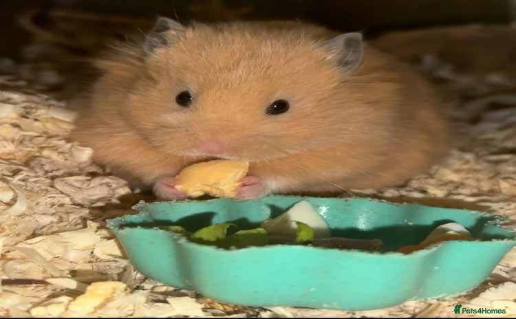 Hamster rodents - Advert 15