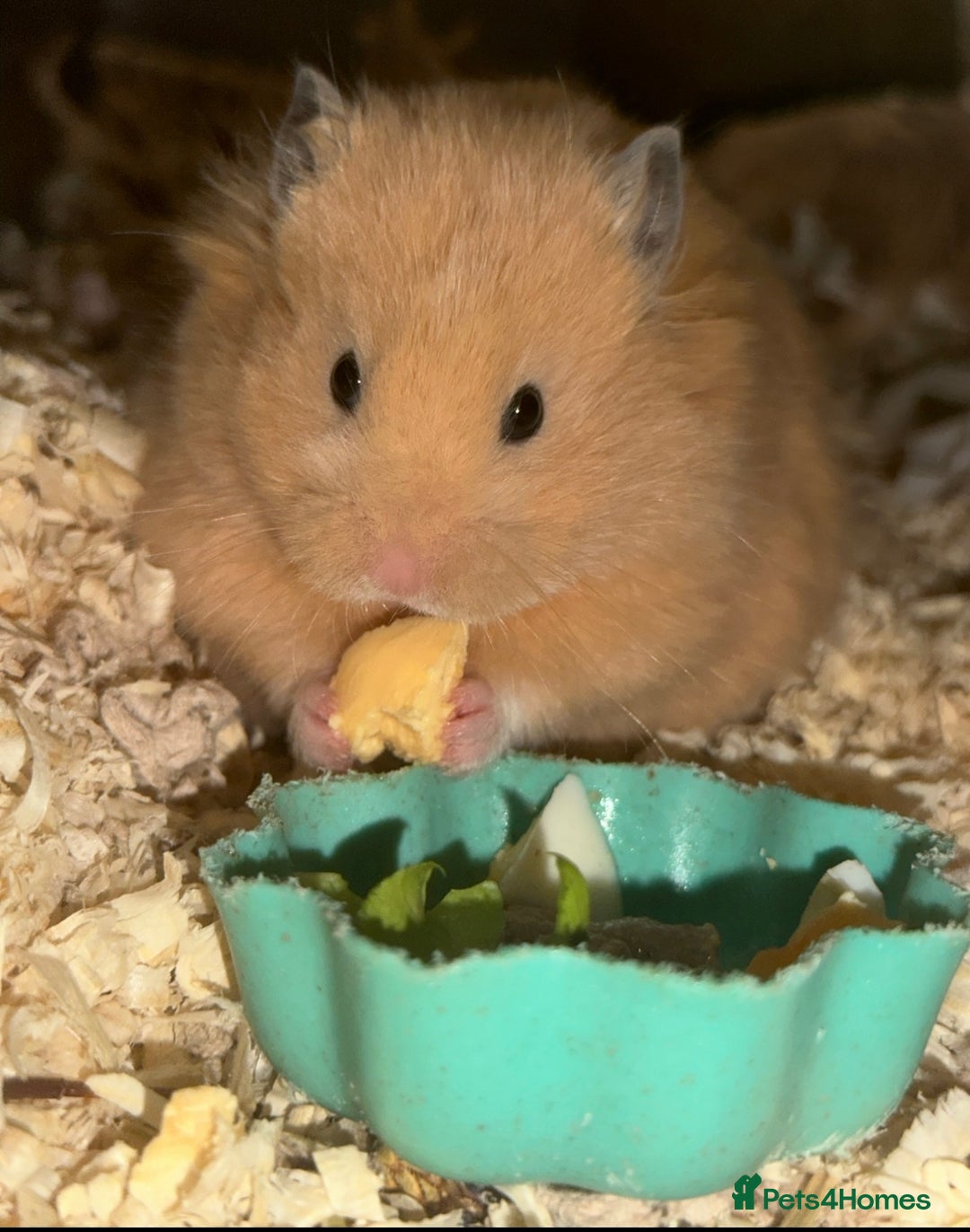 Hamster rodents for sale: Baby hamsters  - Image 1