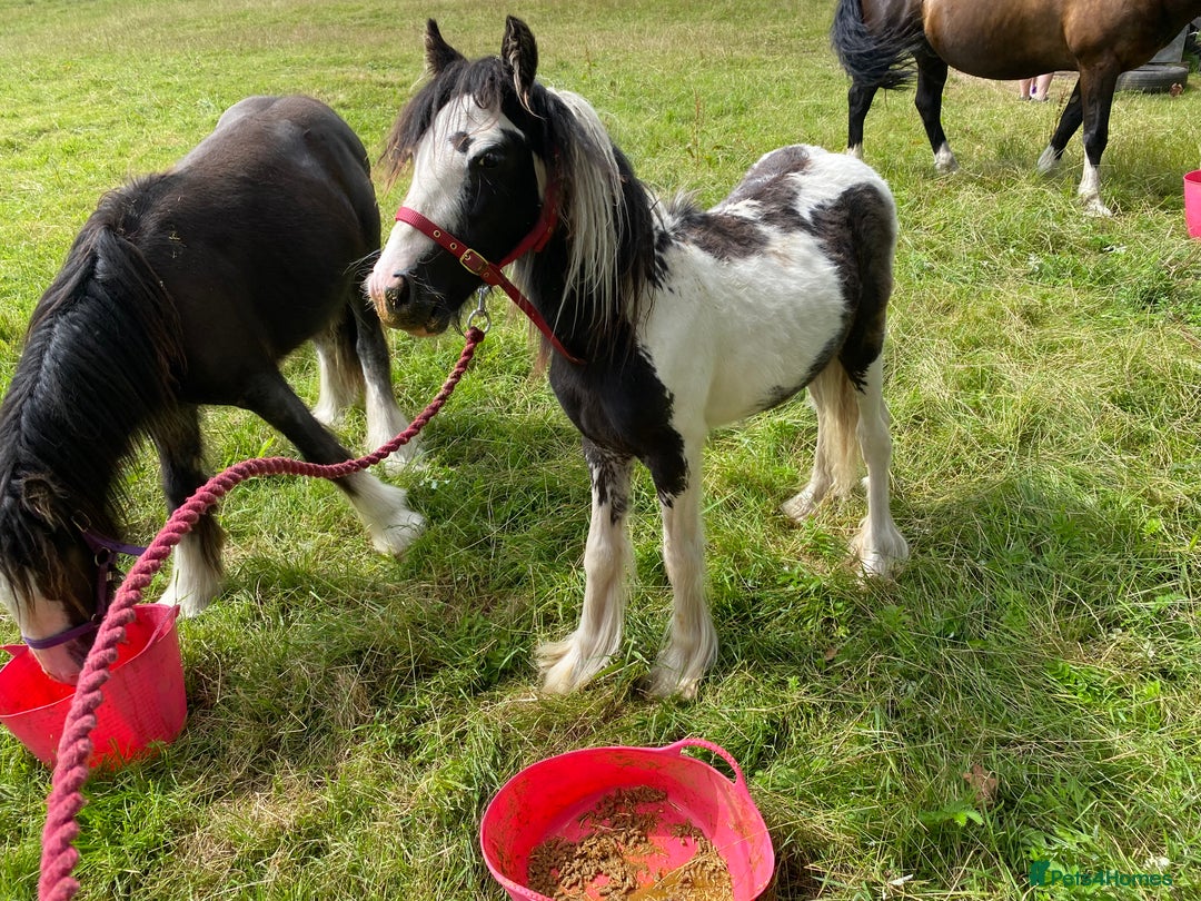 Other Breed horses for sale: Choppa - Image 6