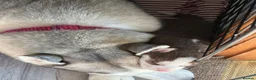 Siberian Husky dogs for sale: Beautiful Husky Puppies in Wells - Advert 5