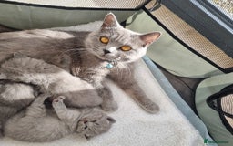 British Shorthair cats for sale: Beautiful British Short hair Blue kittens for sale - Image 10