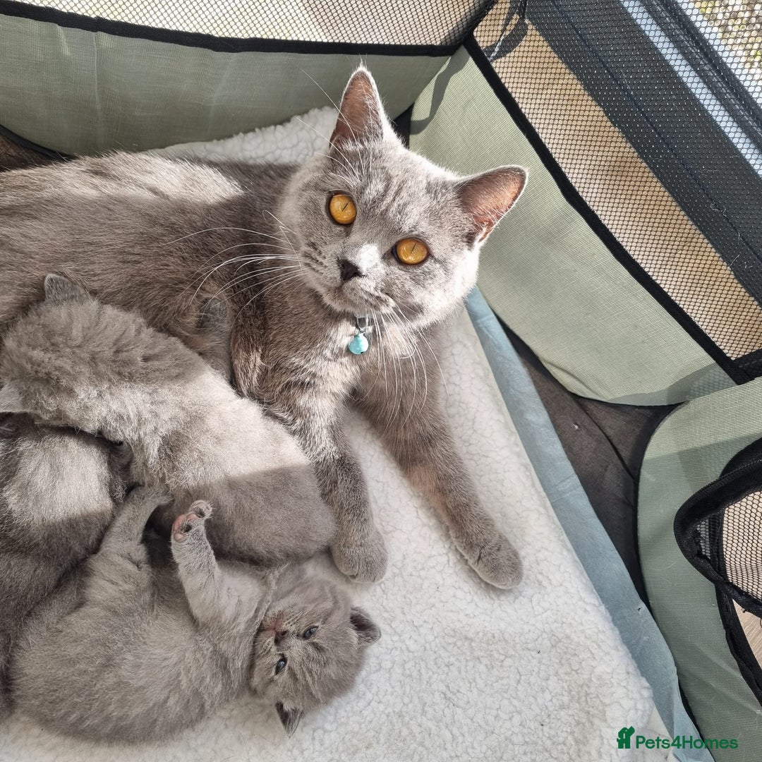 British Shorthair cats for sale: Beautiful British Short hair Blue kittens for sale - Image 10
