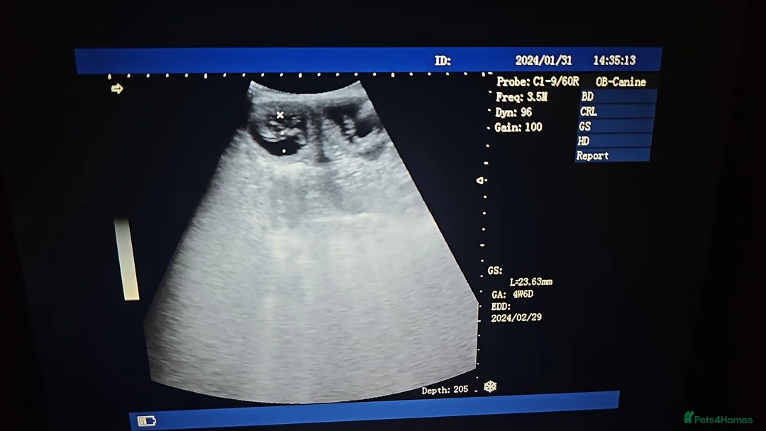 Pomeranian dogs for stud: White russian line kc reg pom  in Bedford - Advert 10