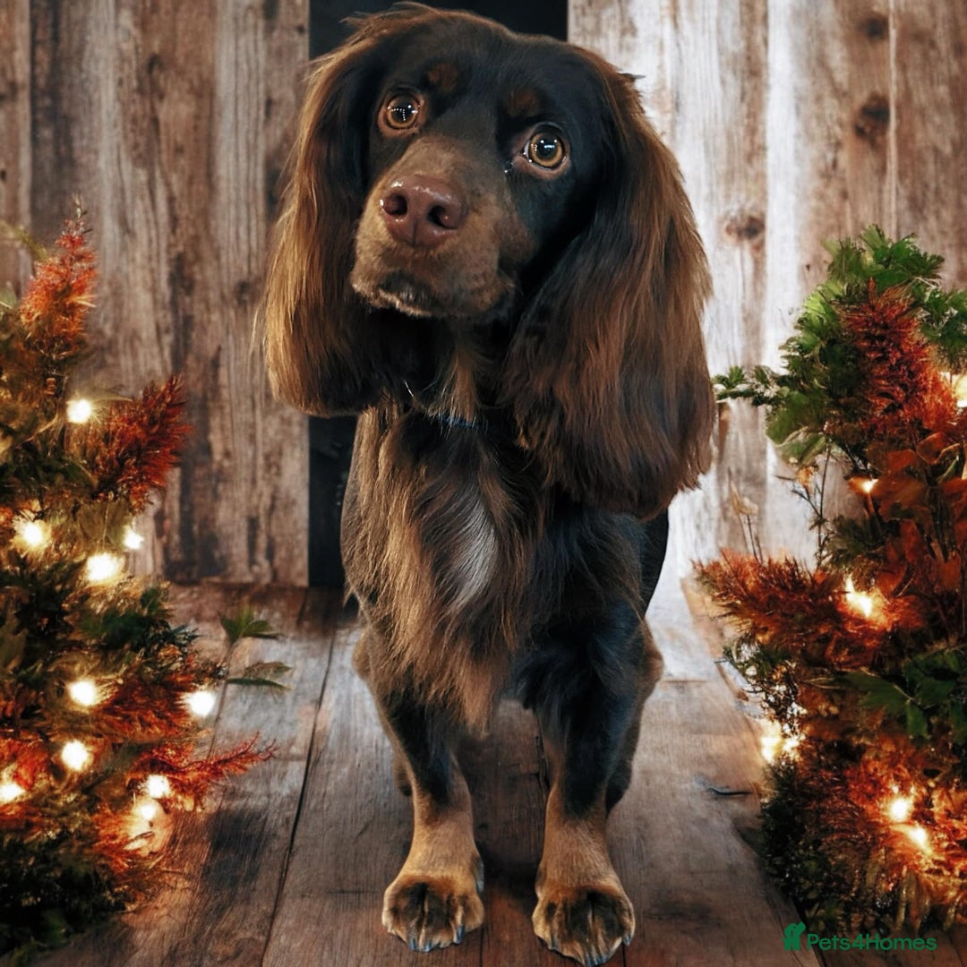 Cocker Spaniel dogs for sale: KC Registered Working Cocker Spaniels  - Advert 2