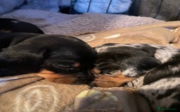 Miniature Dachshund dogs for sale: 8 week old dapple girl.  - Image 3