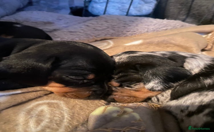 Miniature Dachshund dogs - Advert 12