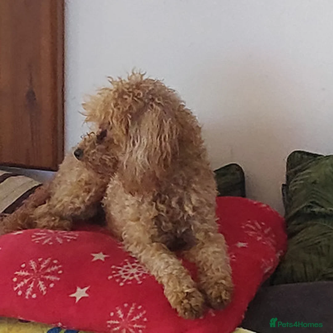 Toy Poodle dogs for sale: Excellent Toy poodle girl - Advert 3