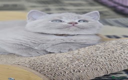 British Shorthair cats for sale: LAST GCCF British Shorthair Kittens Champion - Image 13