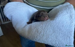 Cockapoo dogs for sale: Stunning F1BB cockapoos merles /phantoms/red ❤️ - Image 15