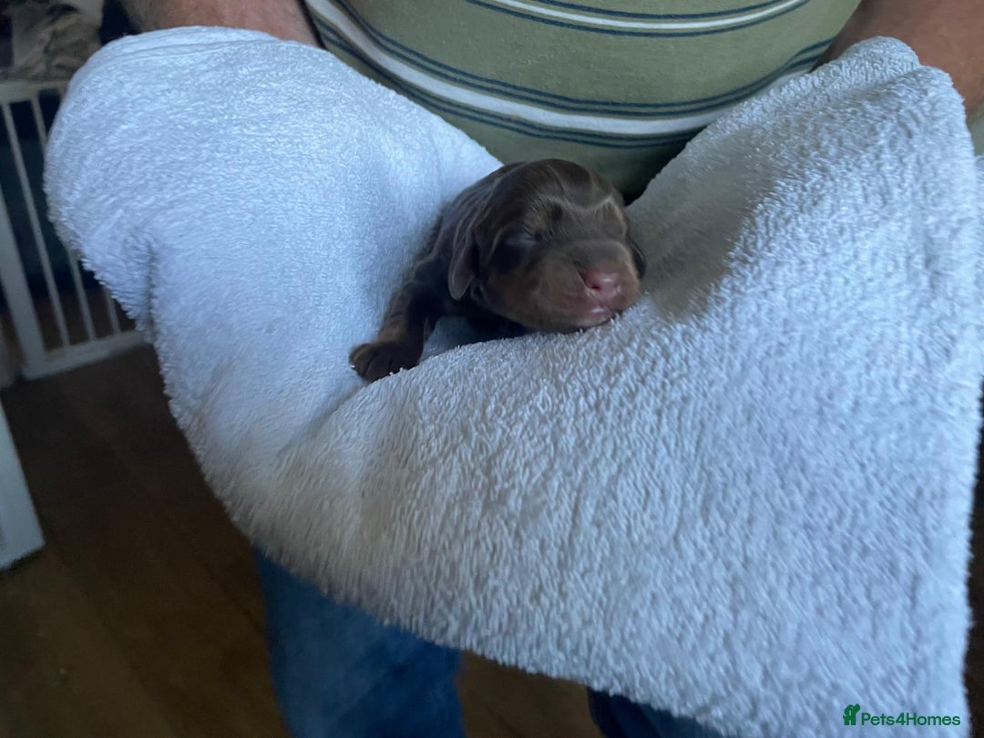 Cockapoo dogs for sale: Stunning F1BB cockapoos merles /phantoms/red ❤️ - Image 15