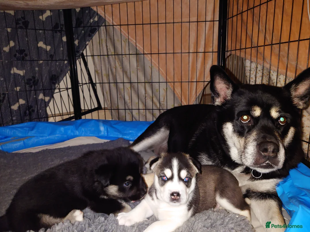 Mixed Breed dogs for sale: Siberian Husky x (Alaskan Malamute x English Bull) - Advert 20