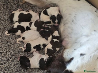 English Springer Spaniel dogs - Advert 12