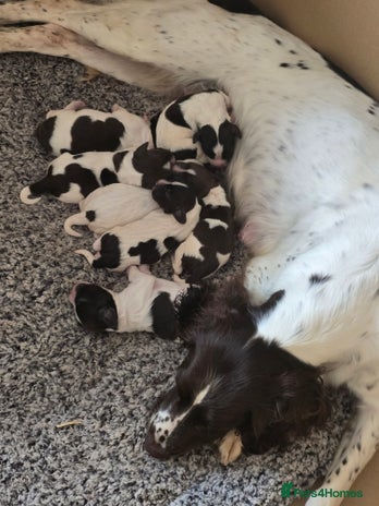 English Springer Spaniel dogs - Advert 5