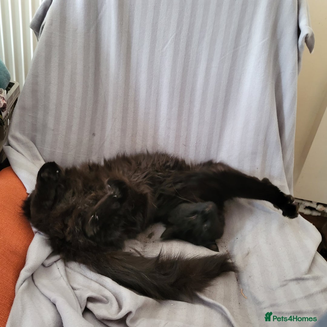 British Longhair cats for sale: British longhair cat - Advert 3