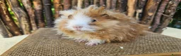 Guinea Pig rodents for sale: Gorgeous Minipli sow gold and white girl ready now - Advert 11