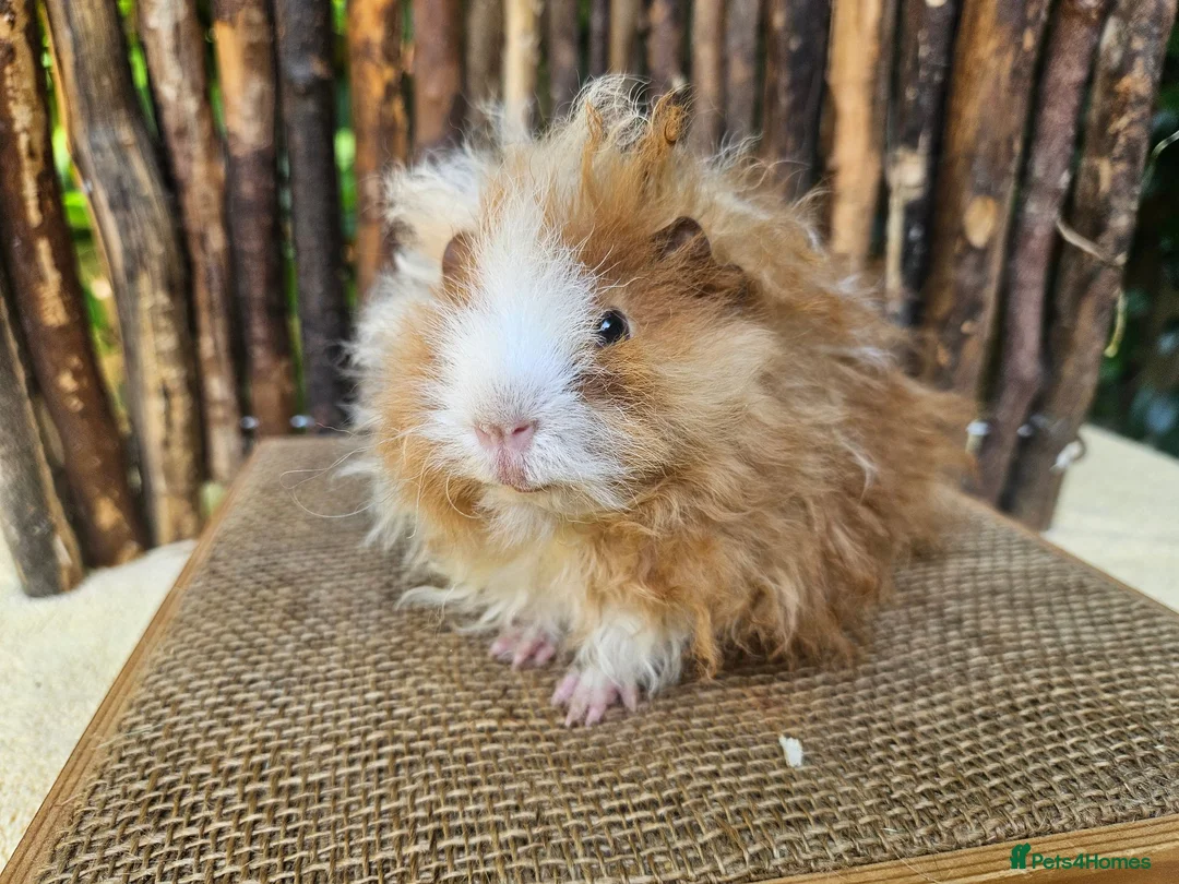 Guinea Pig rodents for sale: Gorgeous Minipli sow gold and white girl ready now - Advert 11