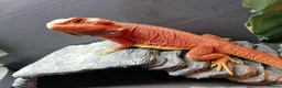 Bearded Dragon reptiles for sale: Orange Beardy & Vivarium 🧡Bearded Dragon/Vivarium - Advert 11