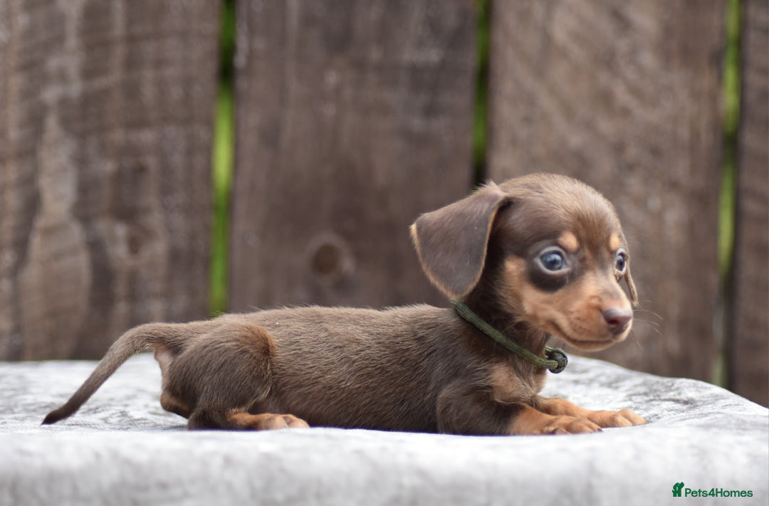Miniature Dachshund dogs for sale: Miniature Dachshunds Chocolate and Tan Boys  - Image 9
