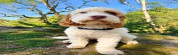 Cockapoo dogs for sale: Absolutely beautiful girl - Advert 23