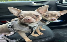 Chihuahua dogs for stud: Proven Lilac KC registered chihuahua for stud  in Liverpool - Image 3