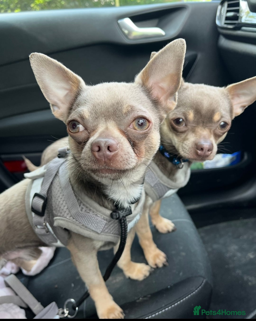 Chihuahua dogs for stud: Proven Lilac KC registered chihuahua for stud  in Liverpool - Image 3