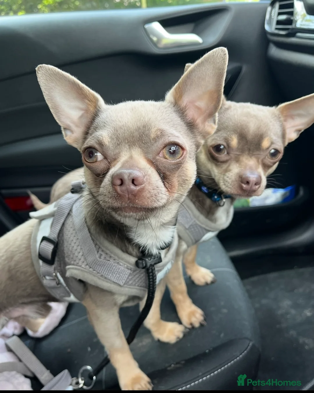 Chihuahua dogs for stud: Proven Lilac KC registered chihuahua for stud  in Liverpool - Advert 9