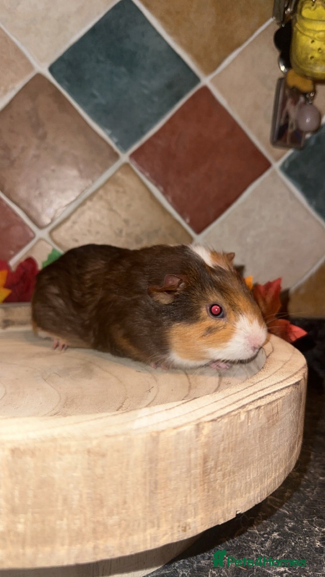 Guinea Pig rodents for sale: Baby guinea pigs  - Advert 3