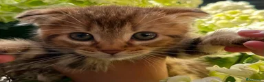 Scottish Fold Mix 1